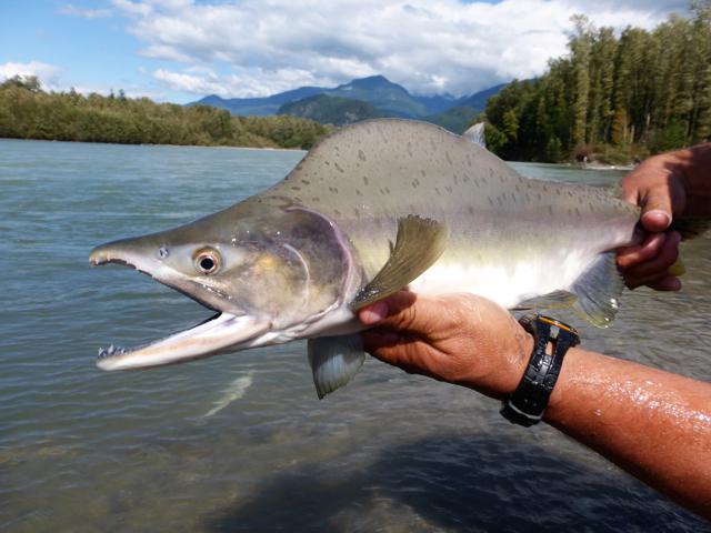 Colorful male Pink Salmon