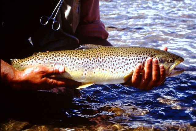 Fishing the Wind and Bull Rivers on the Wind River Indian Reservation in Wyoming