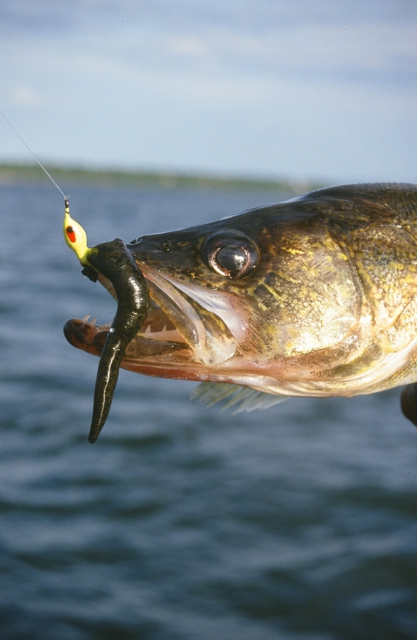 When jigging with live bait, be less aggressive than when jigging with artificials.