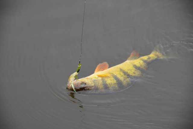 Experiment with the speed at which you strip streamer flies in lakes and streams - fish often hit on the pause.