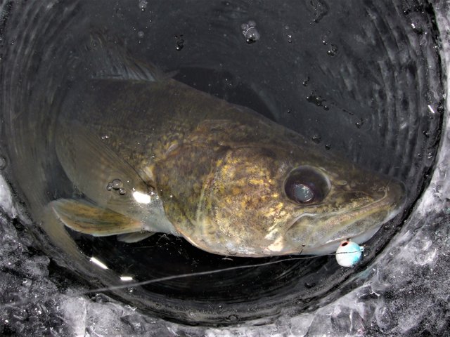 A glow jig tipped with a minnow gets a lot of evening walleye.