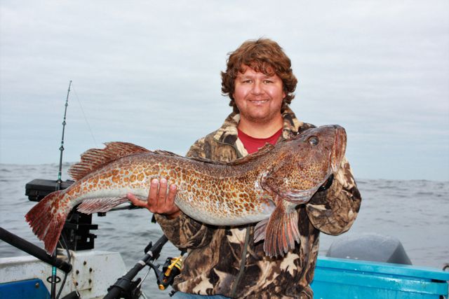 The ling cod is the unsung hero of the ocean.