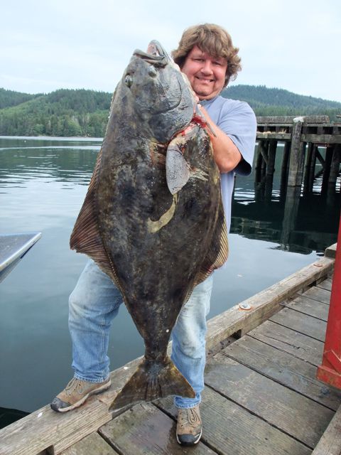 Halibut, that most delicious of flatfish, can grow huge.