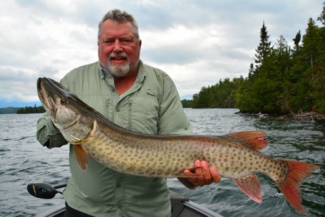 Muskies are pelagic fish, meaning they tend to spend considerable time suspended, not resting on the bottom nor living close to shore.