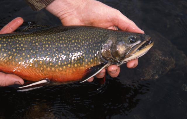 Like all members of the char family, brookies are voracious feeders and won’t hesitate to chase a spoon or crankbait pulled quickly through the water.