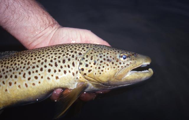 Even stream brown trout are susceptible to small spinners and spoons.