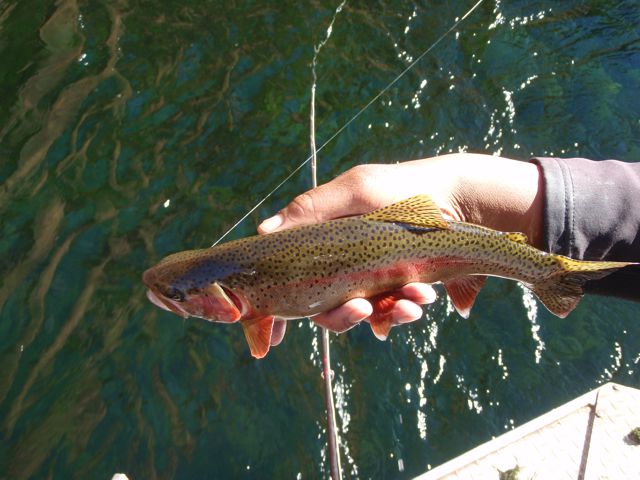 Rainbows and browns are both found in this part of the Colorado.