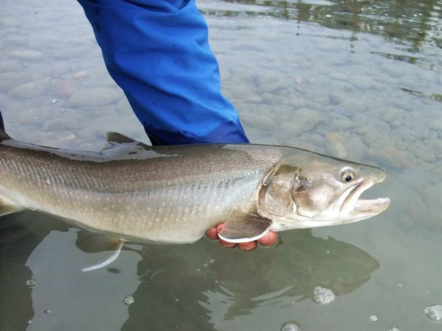 A hefty Athabasca River bull trout.