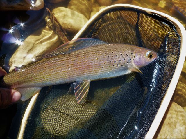 A beauty grayling caught deep in boreal country.