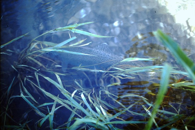 Trout will move into the shallows looking for Hoppers