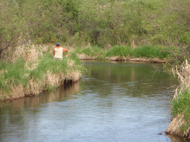 Try casting up on the grass and pulling your fly off into the water.