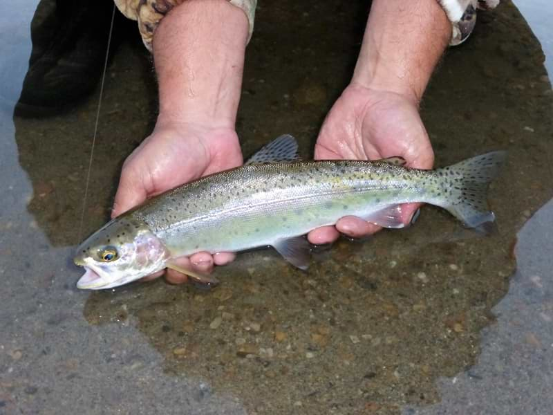 The bead head prince nymph under a small bobber was all that was needed to catch Pyramid Lake’s shallow water rainbows.