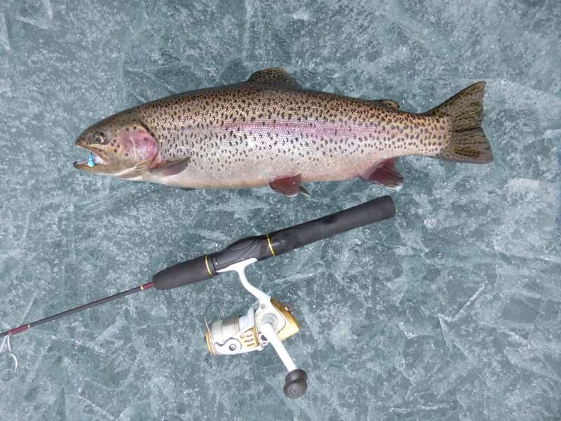 A jig tipped with a worm fooled this dandy April rainbow.