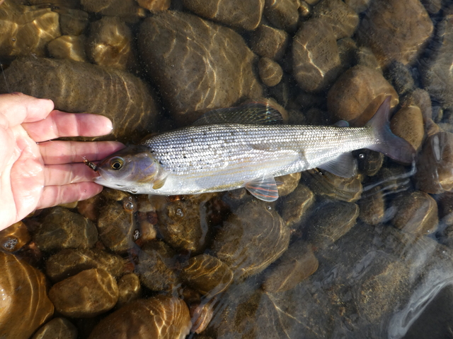 The prince nymph, hands down, fools grayling and whitefish.  This fly is gold