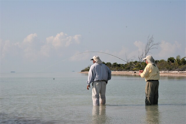 Playing an Ascension Bay bonefish.