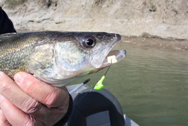 This walleye fell for a chartreuse lead jig baited with a frozen shiner.