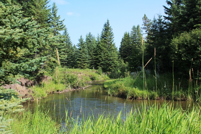 Central Alberta spring creeks are fine waters to test your skills. But the rewards are great