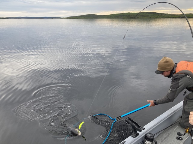 Another laker to net. Note the T60 Flatfish that was a staple lure.