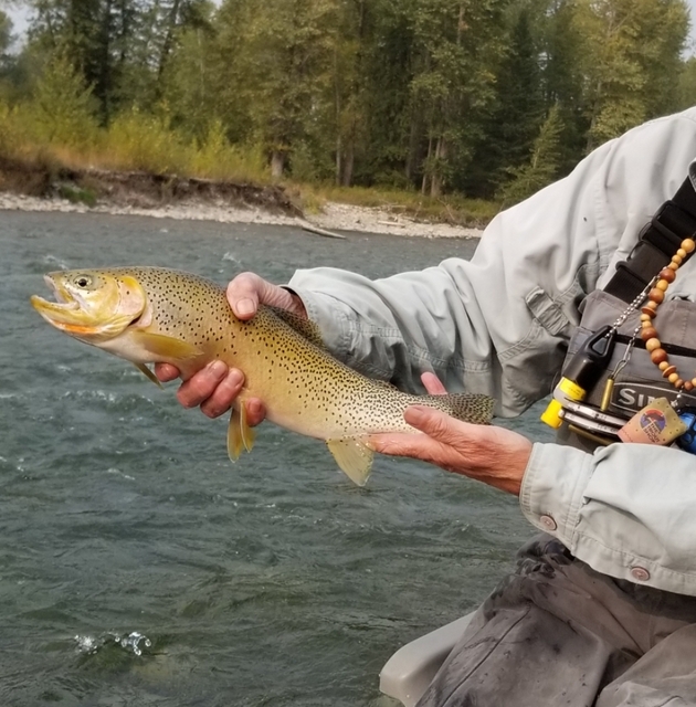 Cutthroats match the colors of fall.