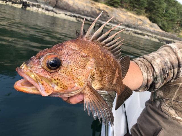 Jigging up fish.