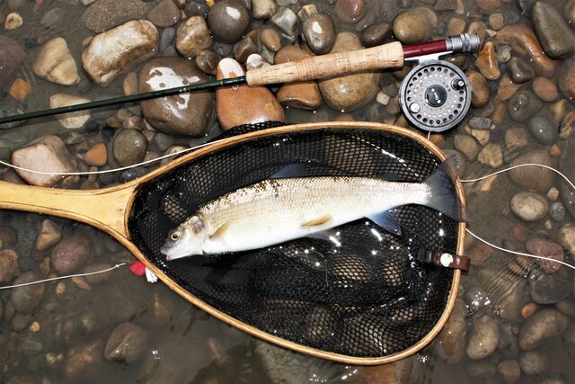 Mountain whitefish angling picks up as the temperatures soar.