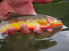Golden Trout are remarkably colorful.