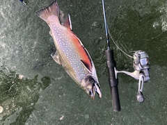 First ice brookies are jewels.