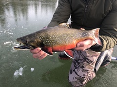 First ice brookies are an amazing fish to catch!