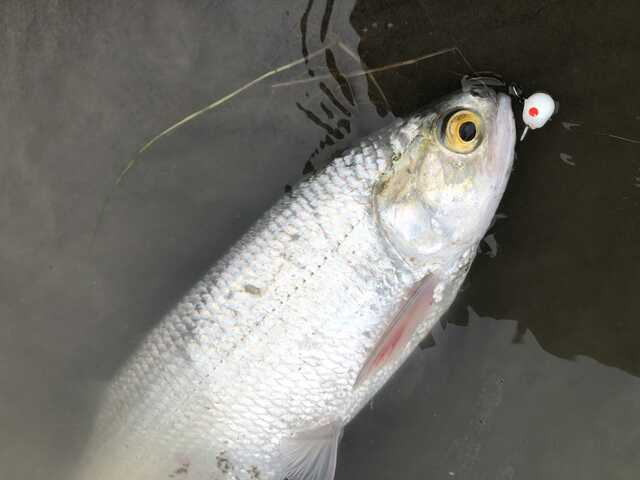 Floating jig heads are the way to go to reduce deeply swallowed baits