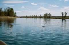 seagulls and ducks on river row boat and tree line in the distance