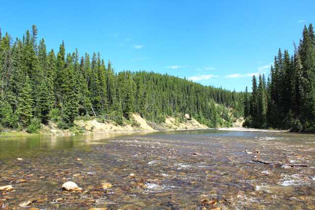 clear river stream in alberta coniferous trees line the horizon