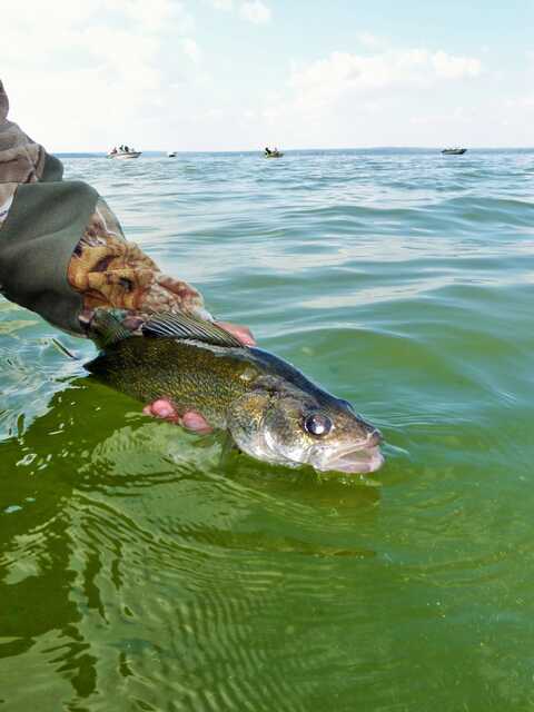 Walleye fish held by hand halfway above water