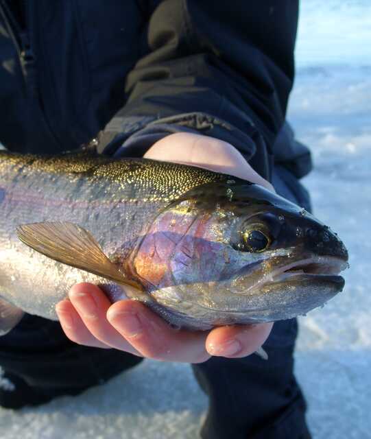 close up of trout head