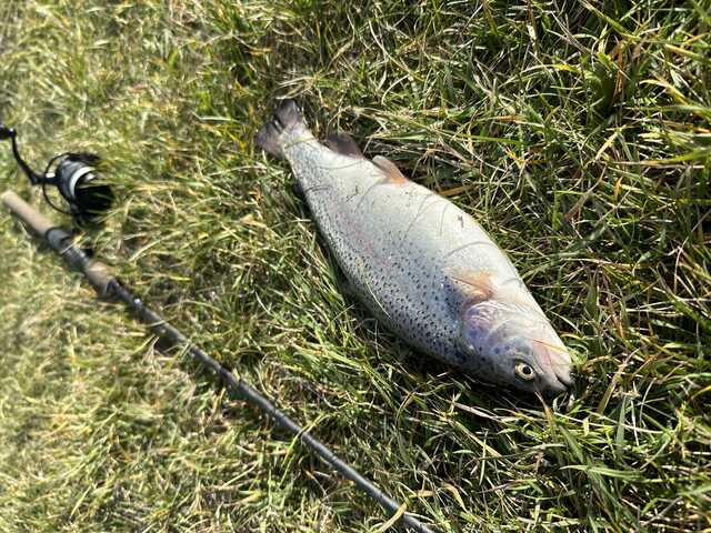  A chunky rainbow trout