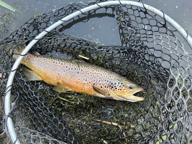 brown trout in net caught by small fly 