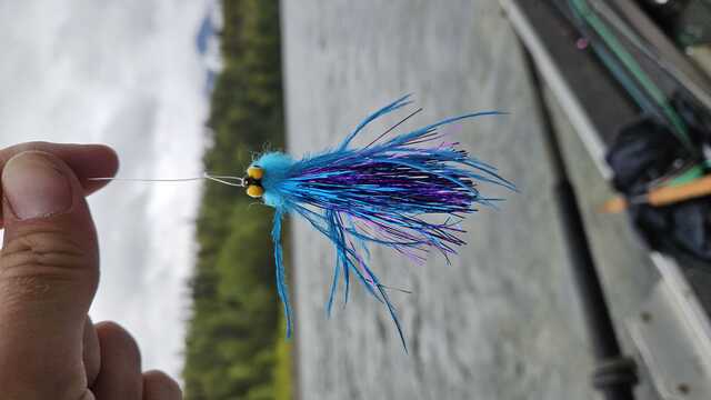 blue purple fishing fly with black head and yellow eyes